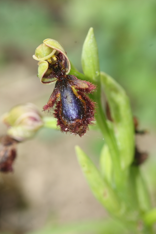 Ophrys speculum in citta (Empoli)  SONO COMMOSSO-